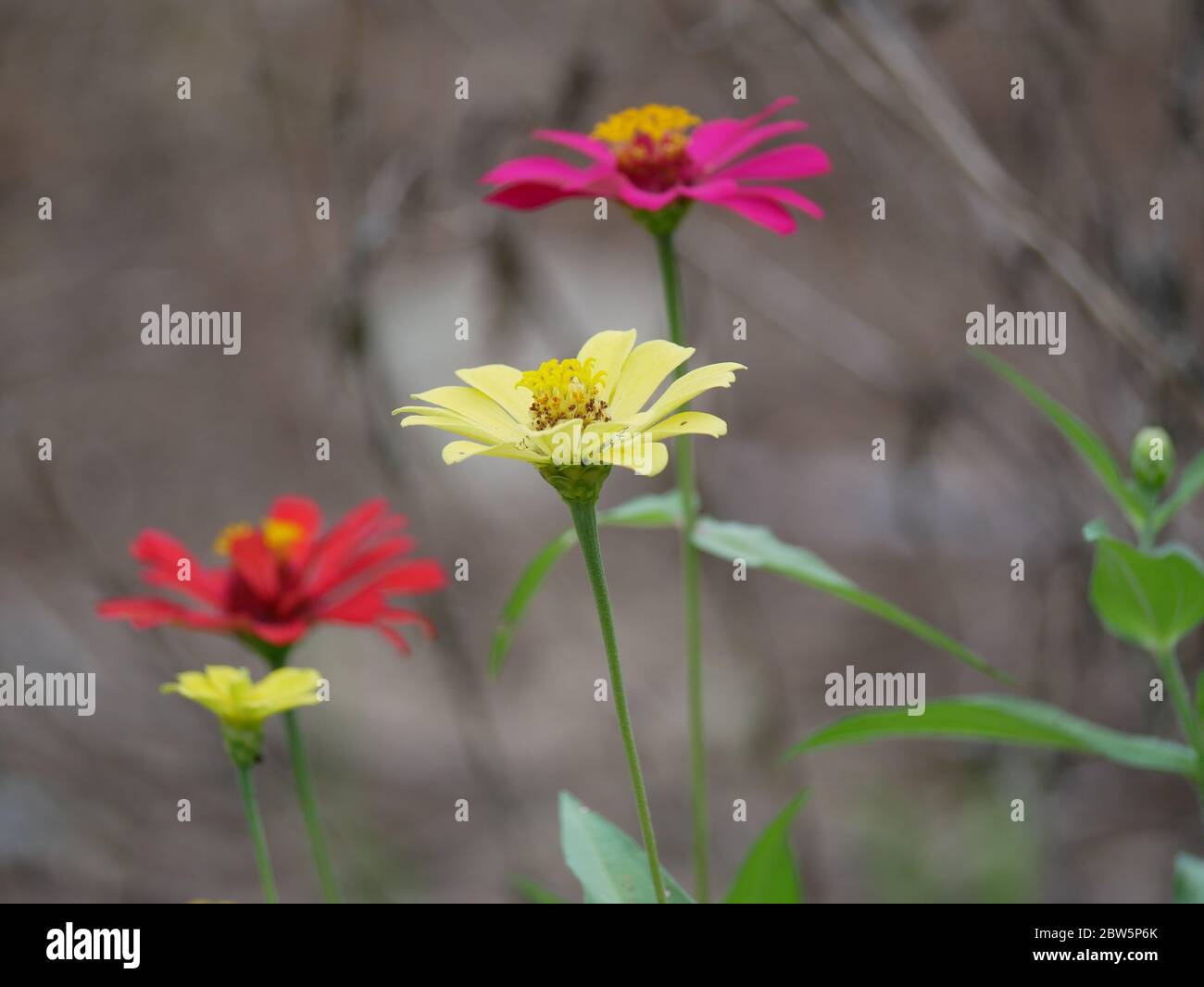 Zinnia elegans, conosciuto come giovane-e-età, zinnia comune o elegante zinnia, una pianta annuale fiorente del genere Zinnia, fiorisce nel giardino. Foto Stock