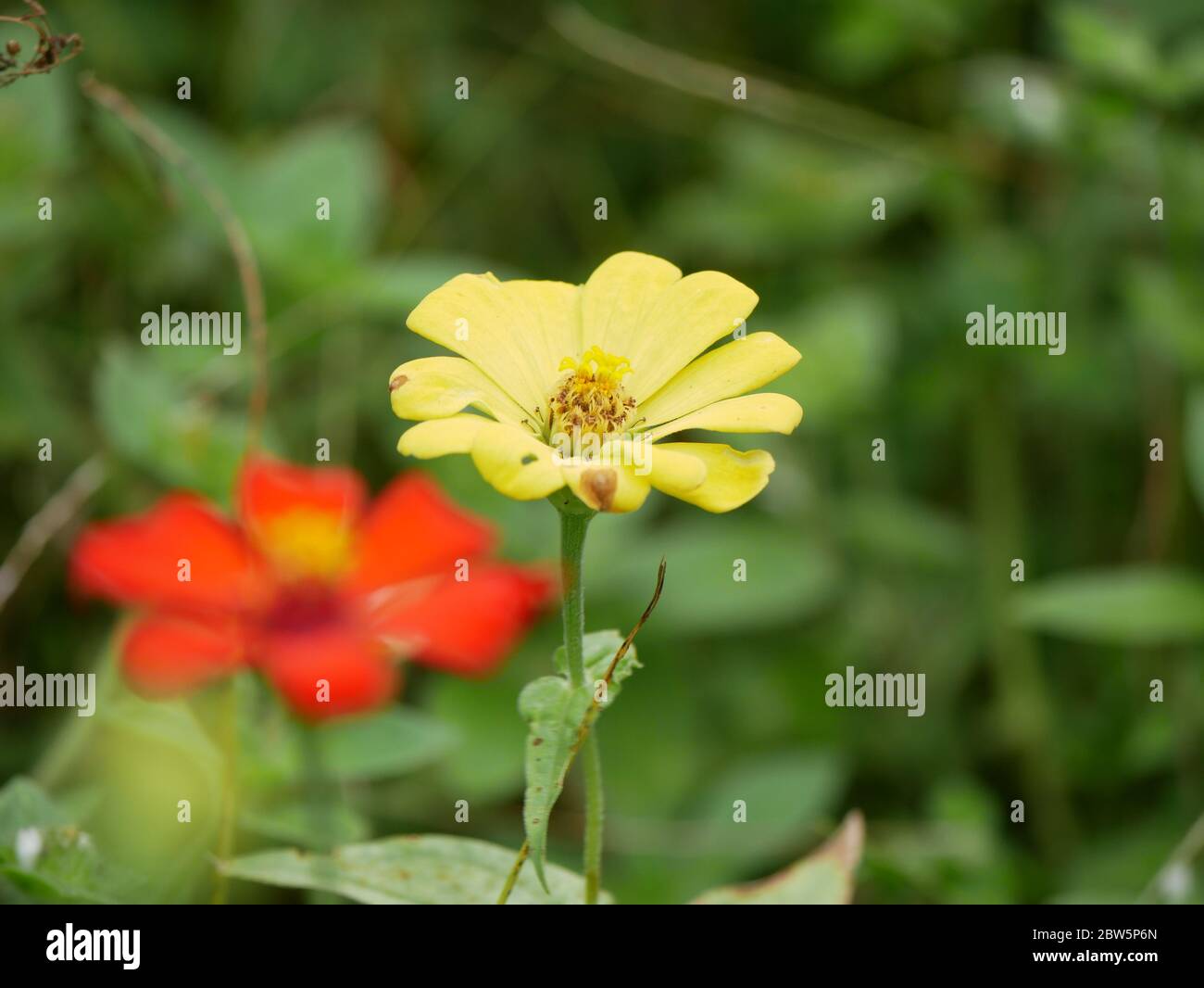 Zinnia elegans, conosciuto come giovane-e-età, zinnia comune o elegante zinnia, una pianta annuale fiorente del genere Zinnia, fiorisce nel giardino. Foto Stock