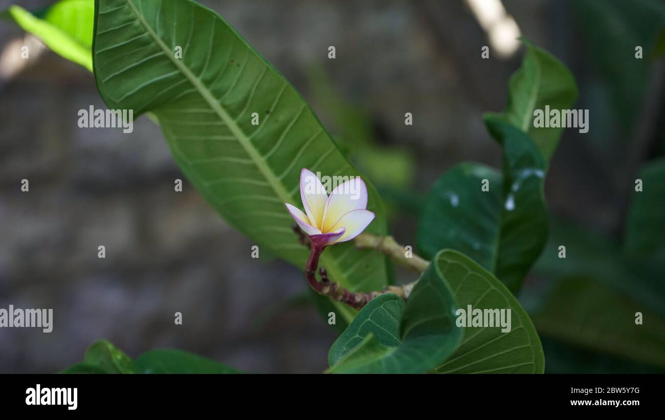 Primo piano fiori frangipani Foto Stock