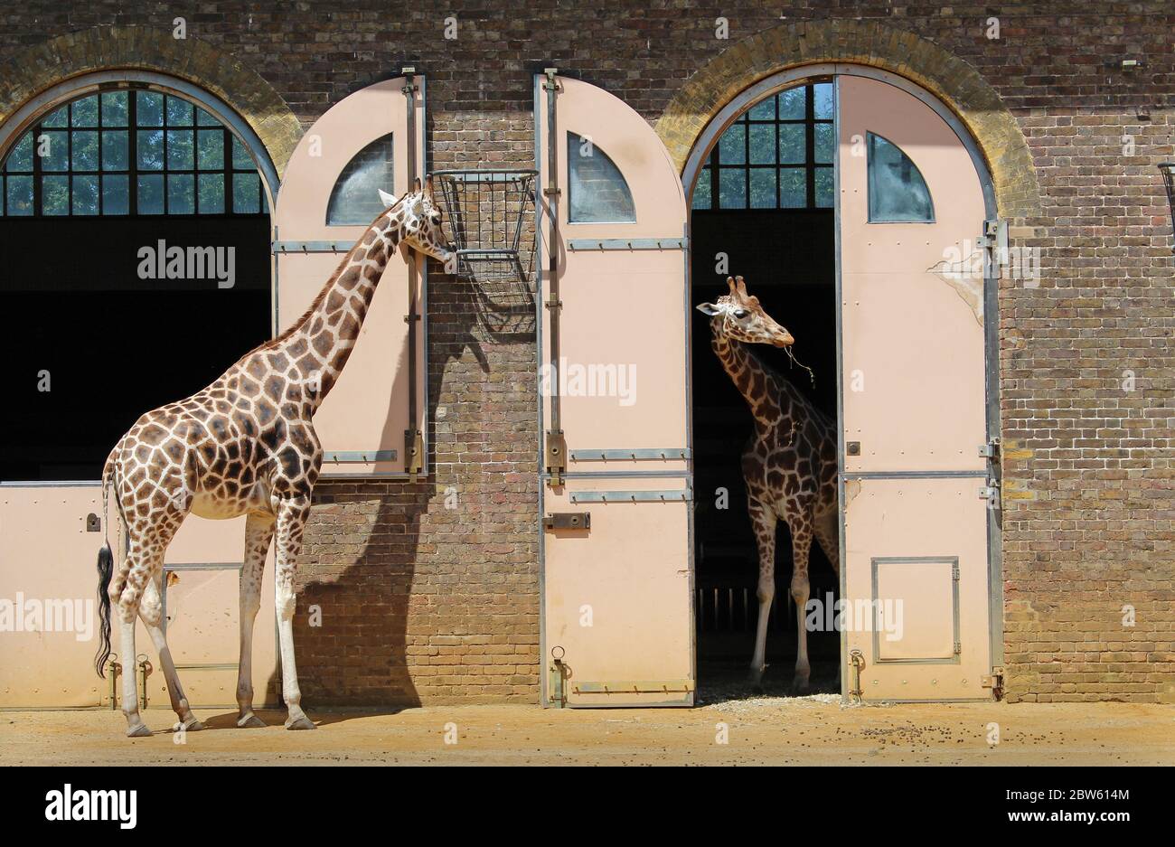 Giraffe in piedi nel loro recinto allo Zoo di Londra in una giornata di sole Foto Stock