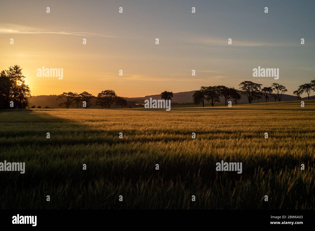 Alba su campo di grano, Scozia in primavera. Balerno, Regno Unito Foto Stock