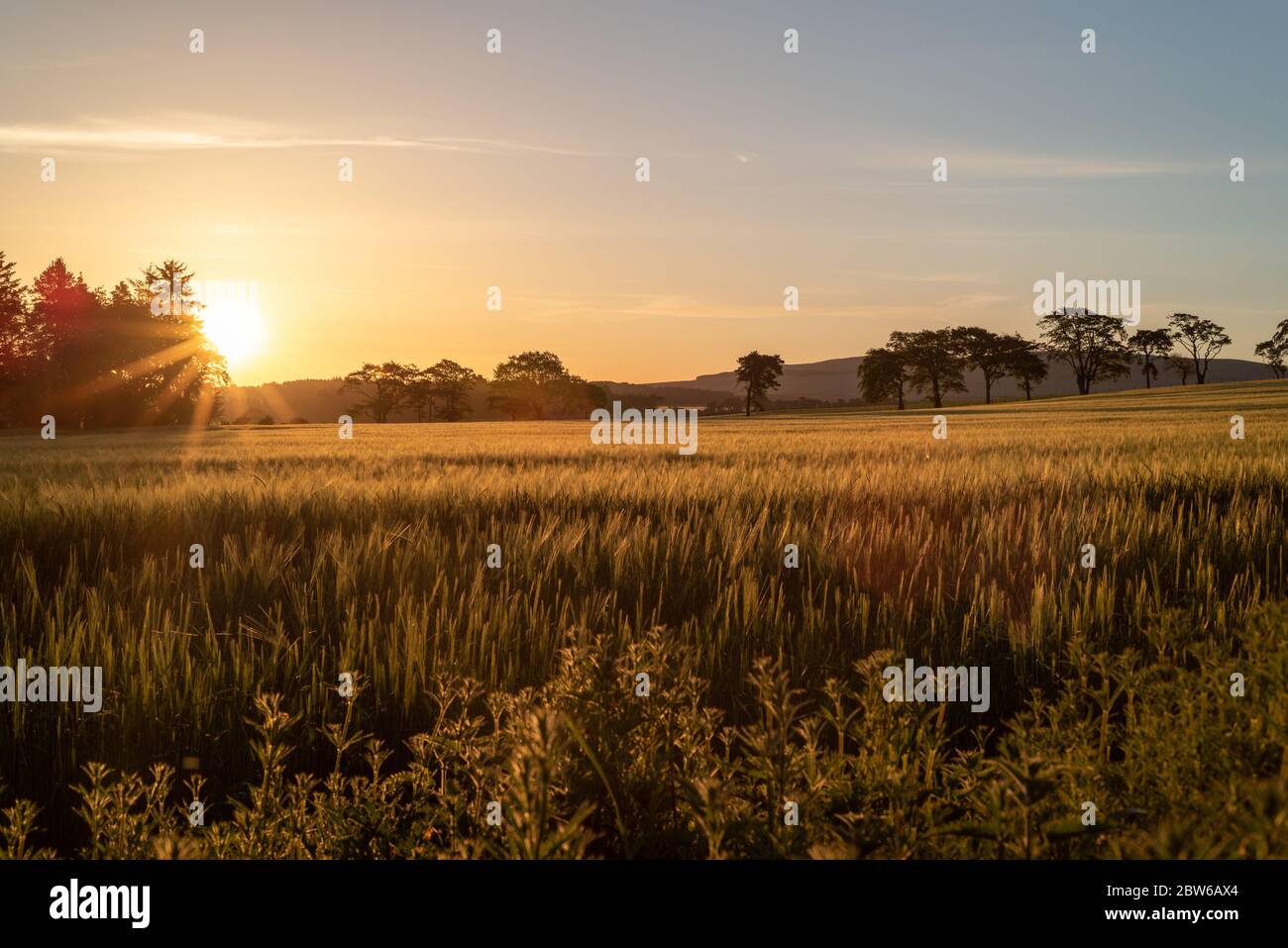 Alba su campo di grano, Scozia in primavera. Balerno, Regno Unito Foto Stock