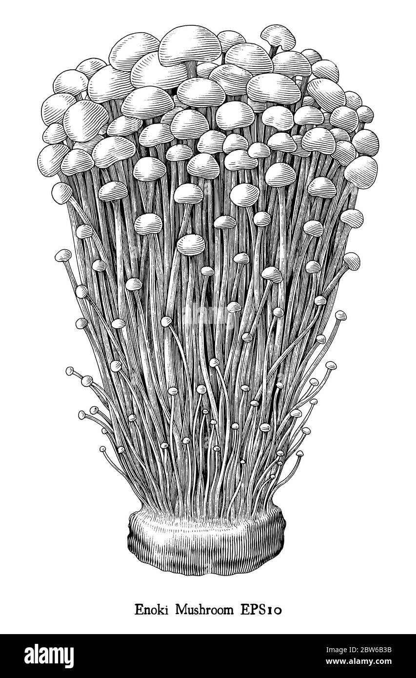 Antica incisione illustrazione di Enoki Mushroom mano disegnare bianco e nero clip art isolato su sfondo bianco Illustrazione Vettoriale