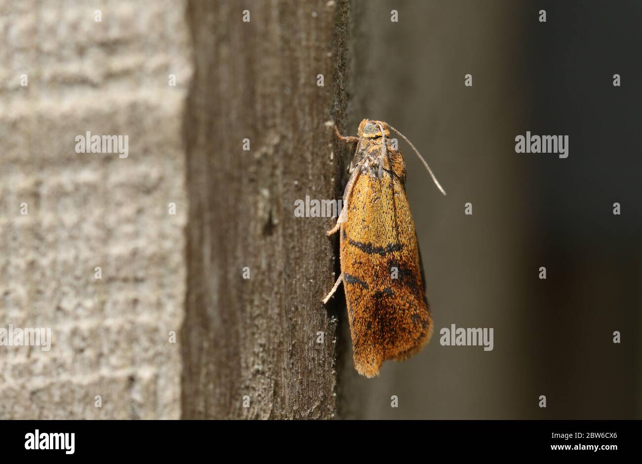 Una piccola Taltrix Moth, Ptycholoma lecheana, poggiata su una recinzione di legno ai margini di una foresta nel Regno Unito. Foto Stock