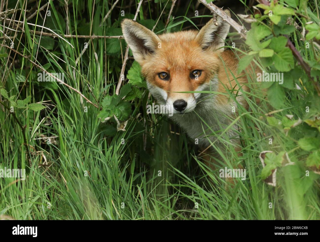 Un magnifico maschio selvaggio Red Fox, Vulpes vulpes, a caccia in un campo in primavera. Foto Stock