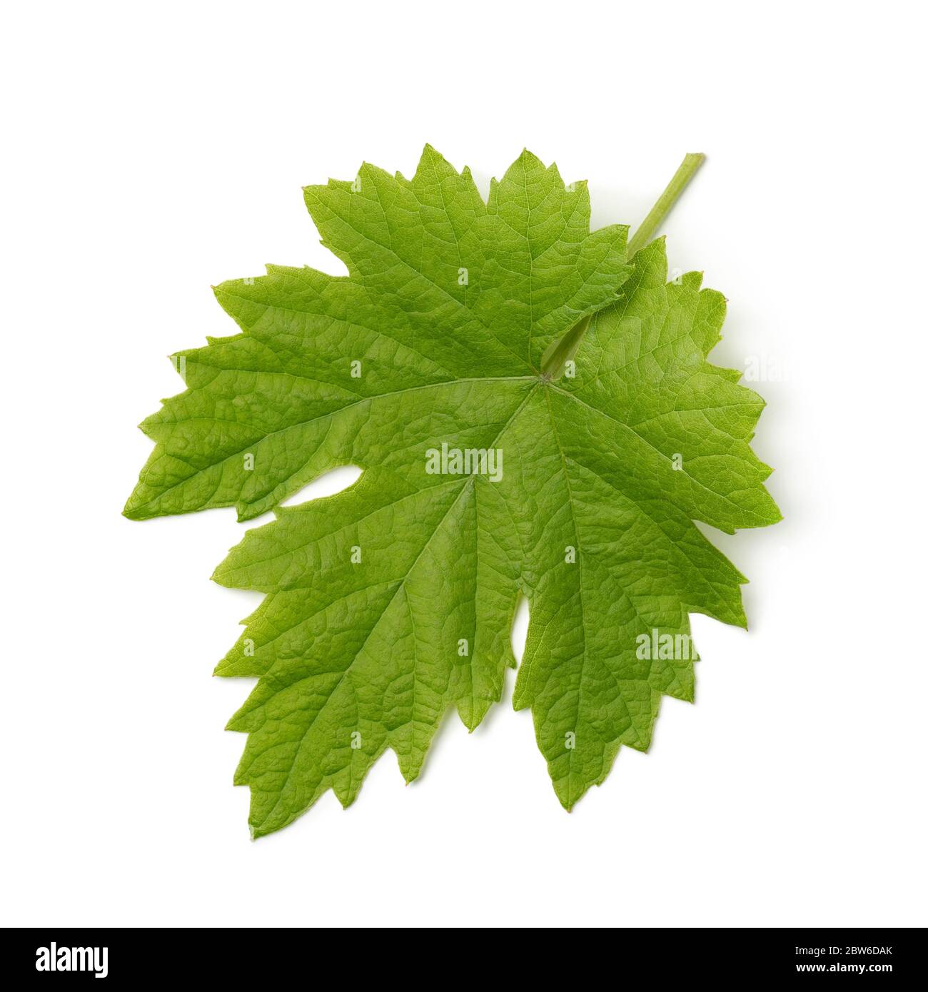 Singola foglia di uva verde fresca isolata su sfondo bianco Foto Stock