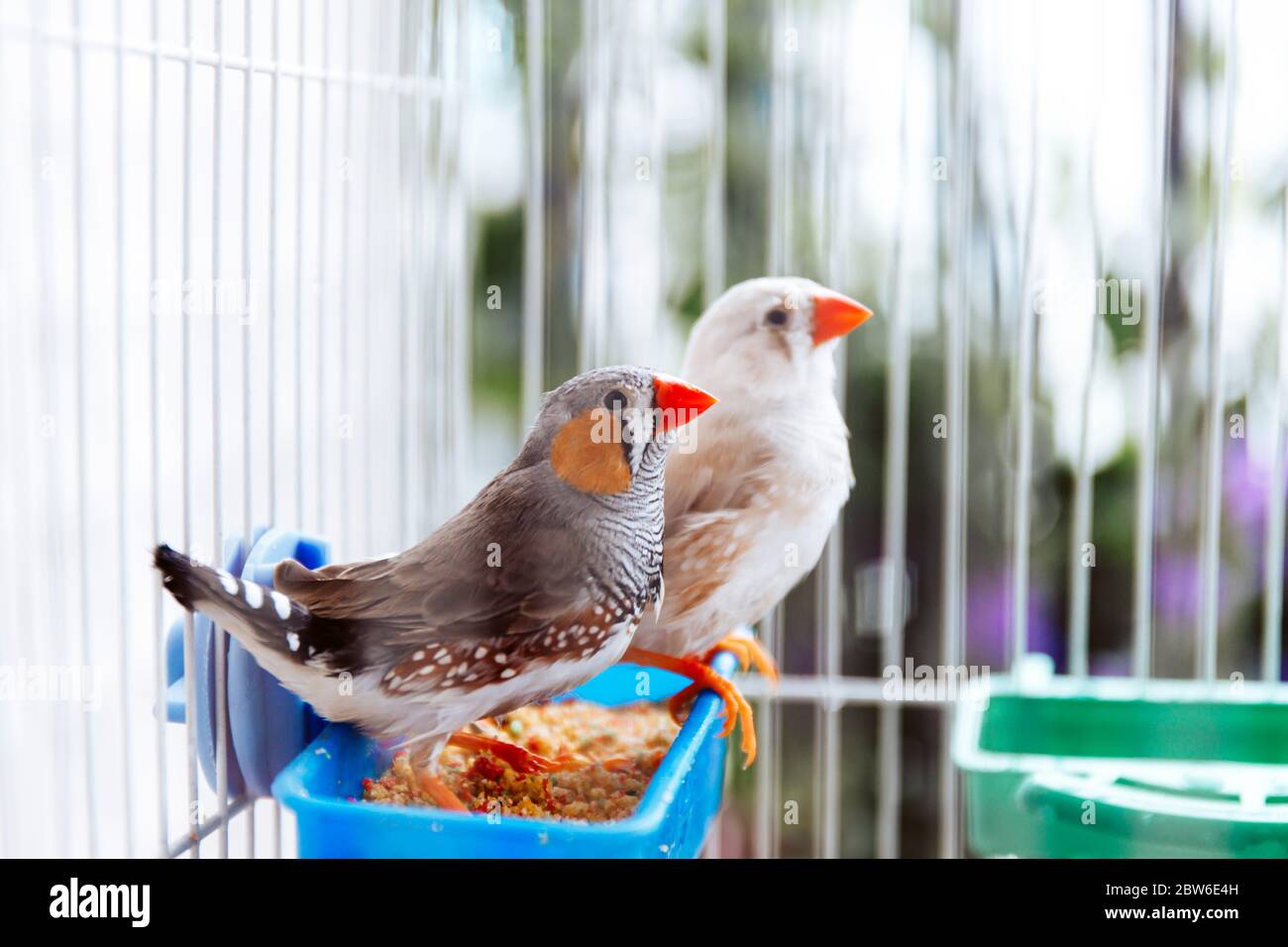 Colorato uccello grigio zebra finch, Tadeniopygia guttata, seduto in una gabbia su un balcone, specie australiana nativa Foto Stock