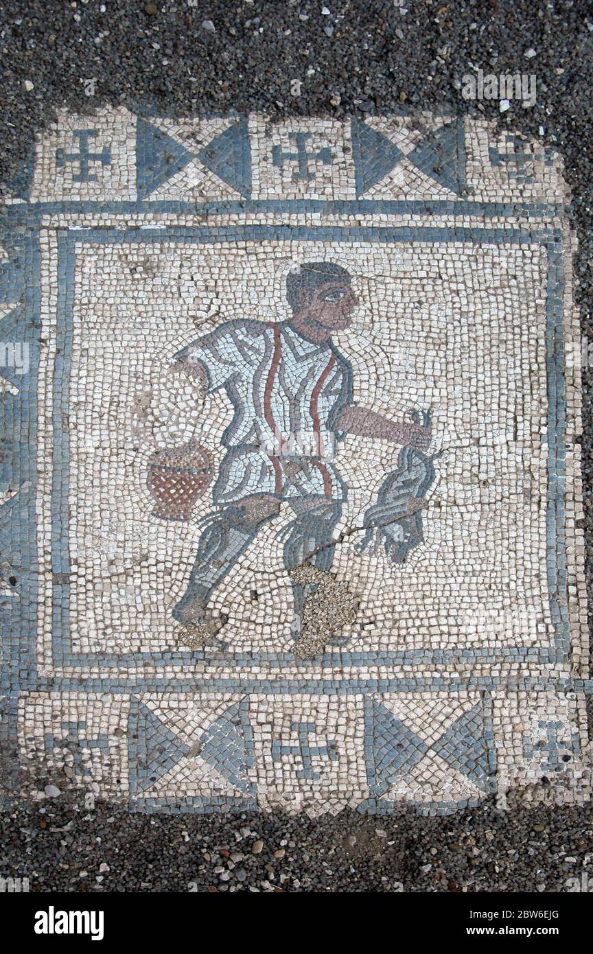 Antico mosaico di pavimento raffigurante un uomo che tiene un maiale nelle rovine dell'insediamento romano di Conimbriga situato a Condeixa-a-Nova anche noto come Condeixa, una città e un comune nel distretto di Coimbra, Portogallo Foto Stock