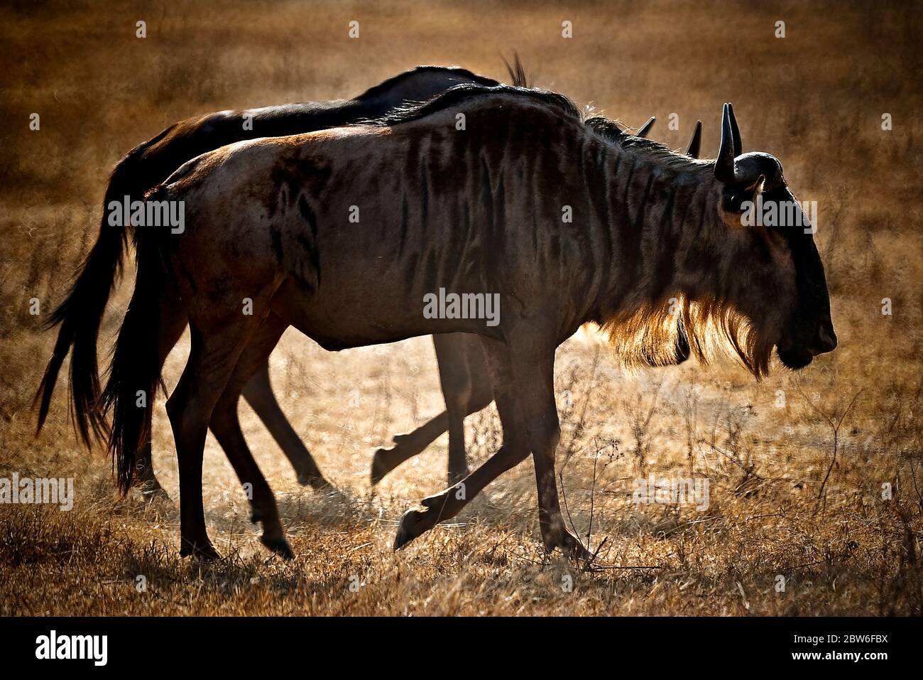 Due wildebeest (Connochaetes gnou) che camminano nella savana, retroilluminata. Cratere di Ngorongoro, Tanzania Foto Stock