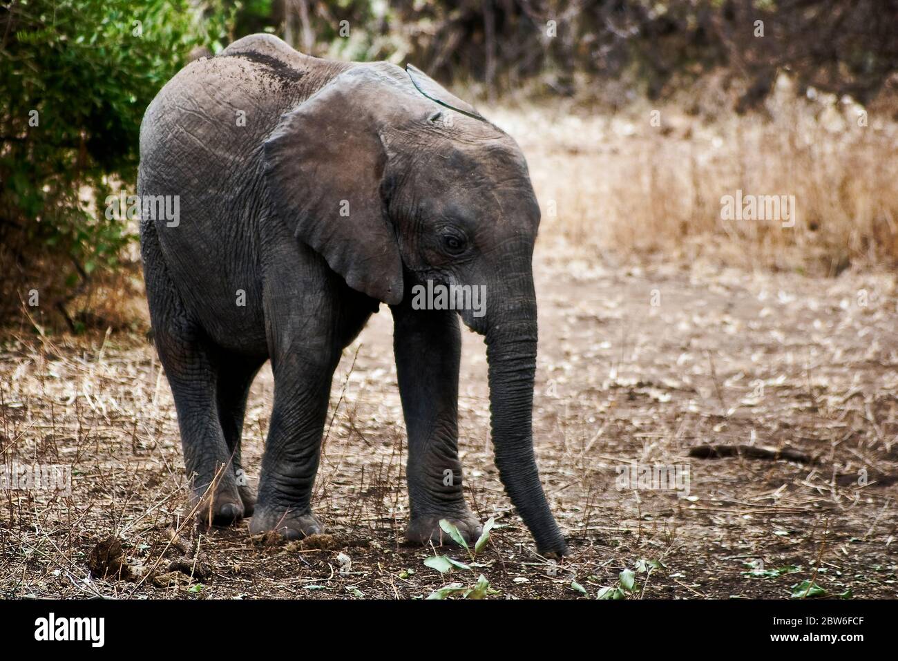 Giovane elefante nella savana. Area del Lago Manyara. Foto Stock