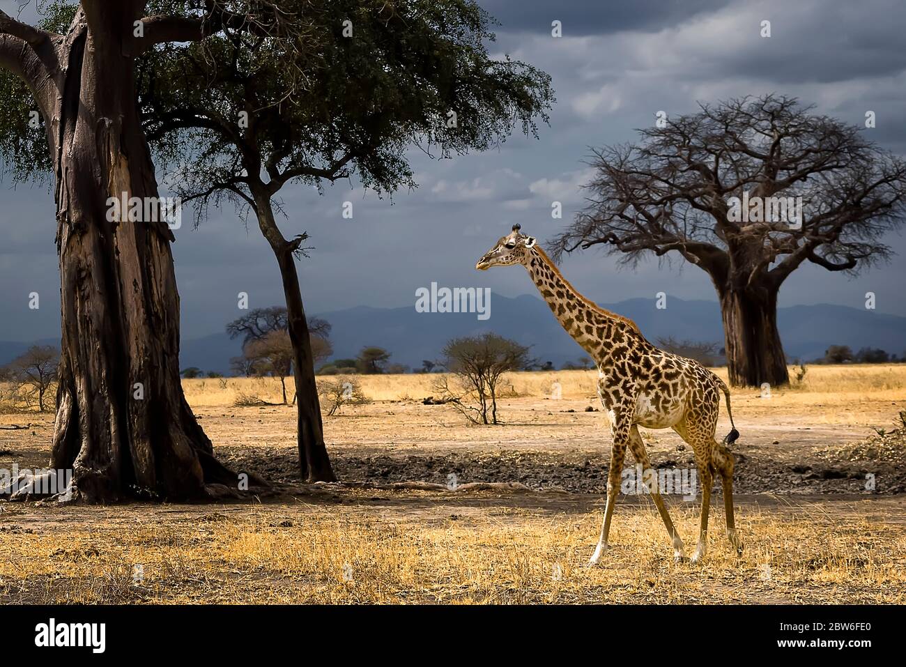Masai Giraffe tra baobab nella savana con cielo tempestoso sullo sfondo Foto Stock