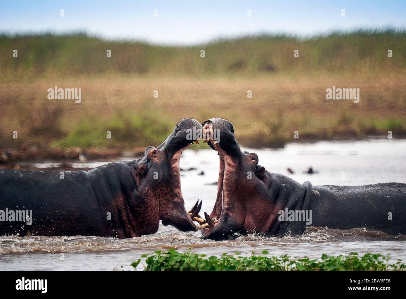 Due ippopotami che combattono nelle acque del lago Manyara, Tanzania. Foto Stock