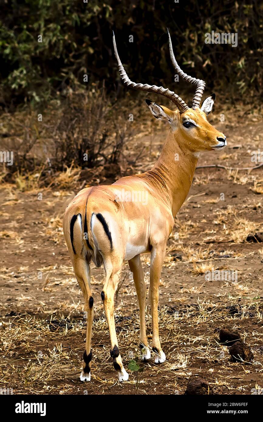Un Impala (Aepyceros melampusI) nella savana. Area del Lago Manyara, Tanzania Foto Stock