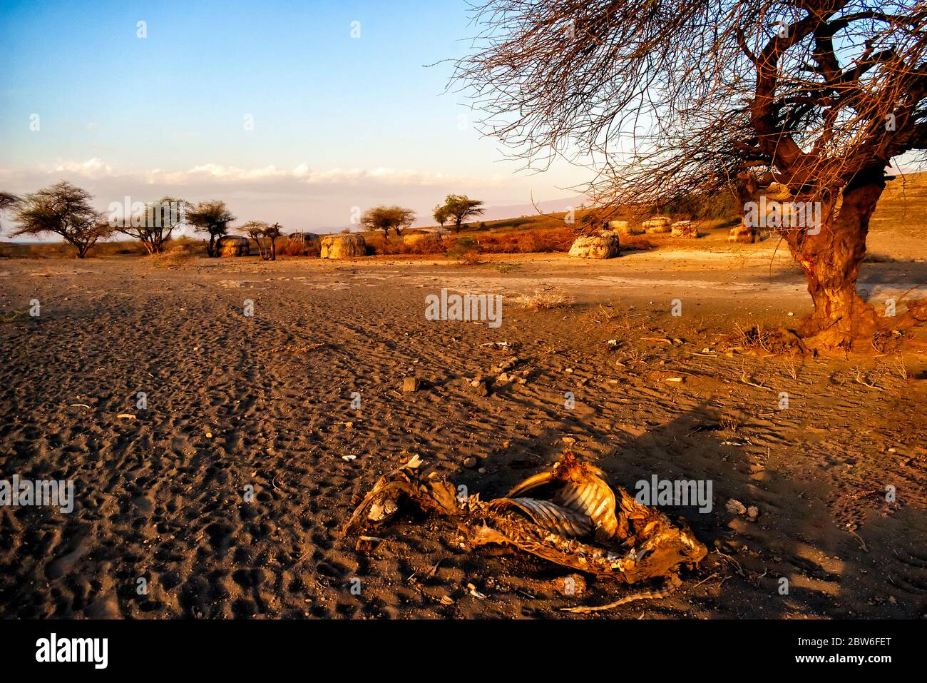 Un villaggio di capanne nella savana tanzaniana con una carcasse animale in prefound. Area del lago Natron. Foto Stock
