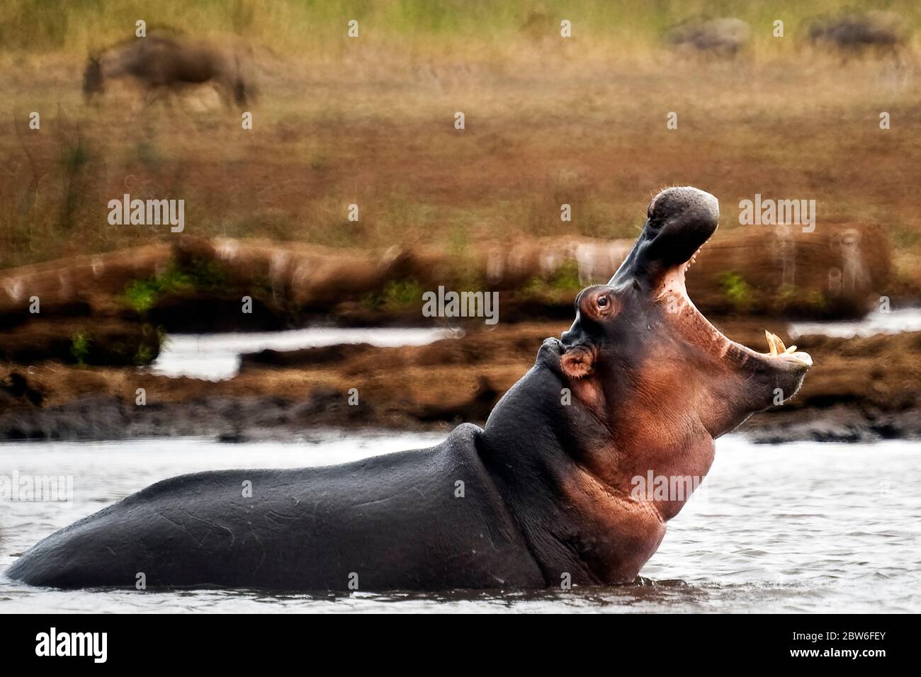 Un ippopotamo urlando per definire il suo territorio. Lago Manyara, Tanzania Foto Stock