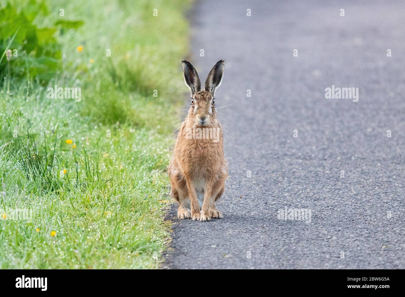 Lepre marrone (anche conosciuto come lepre europeo) - Lepus europaeus. Seduto sul bordo di una strada di campagna guardando direttamente alla macchina fotografica - Scozia, Regno Unito Foto Stock