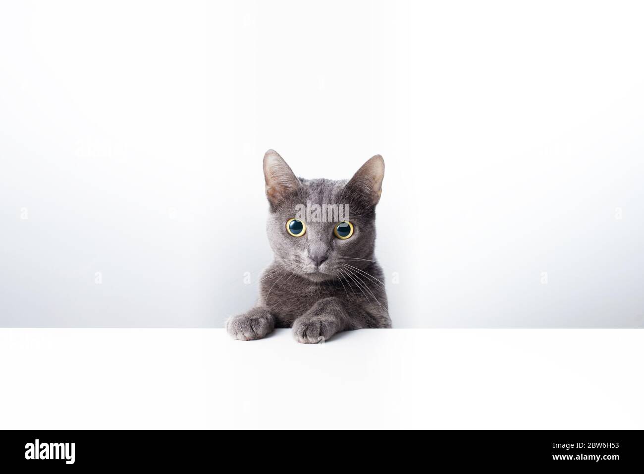 L'espressione e il gesto di un gatto blu russo che può essere usato come banner. Un ritratto di gatto. Foto Stock