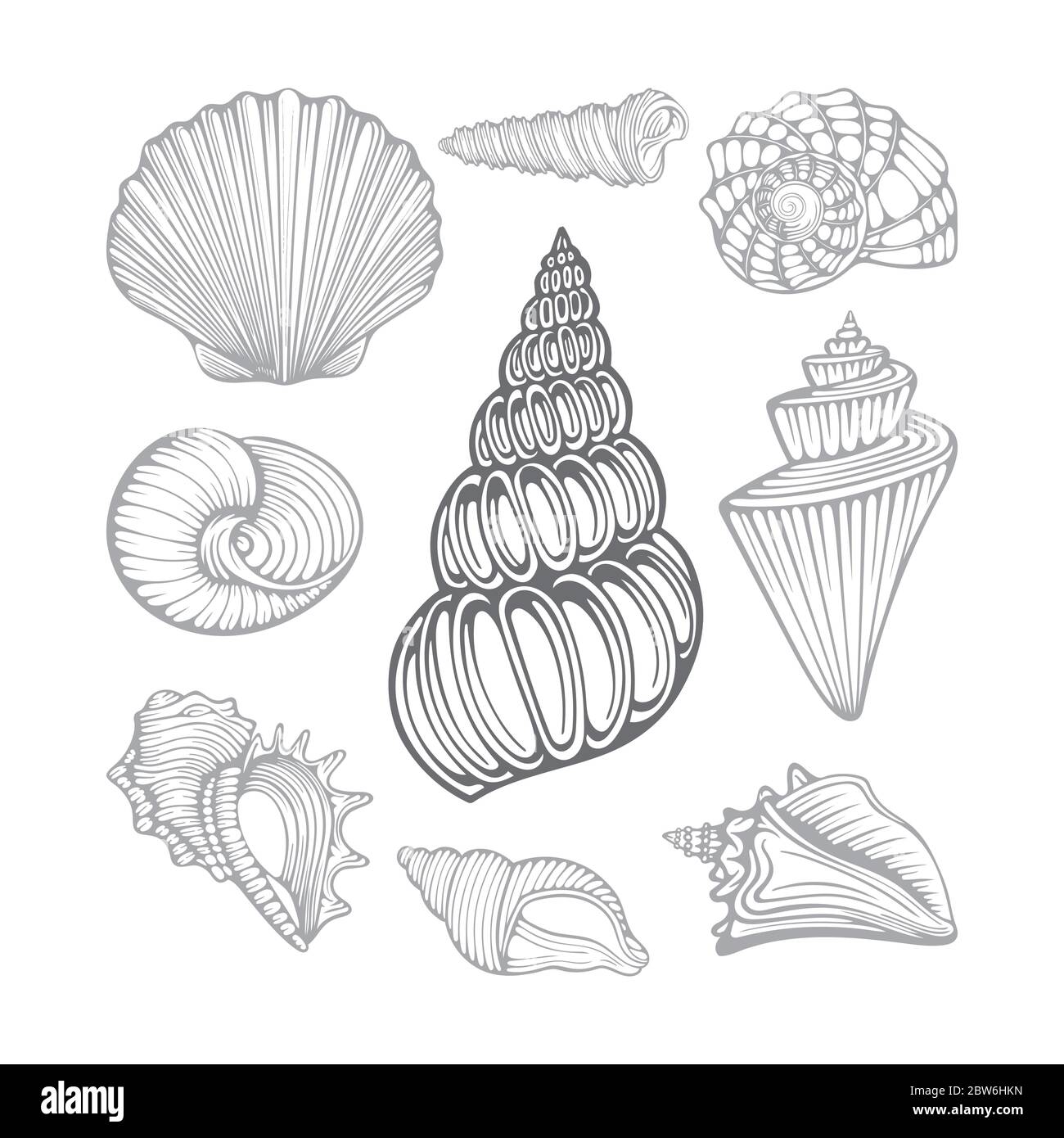 Conchiglie. Diverse conchiglie marine disegnate a mano insieme di illustrazioni vettoriali. Parte del set Immagine e Vettoriale - Alamy