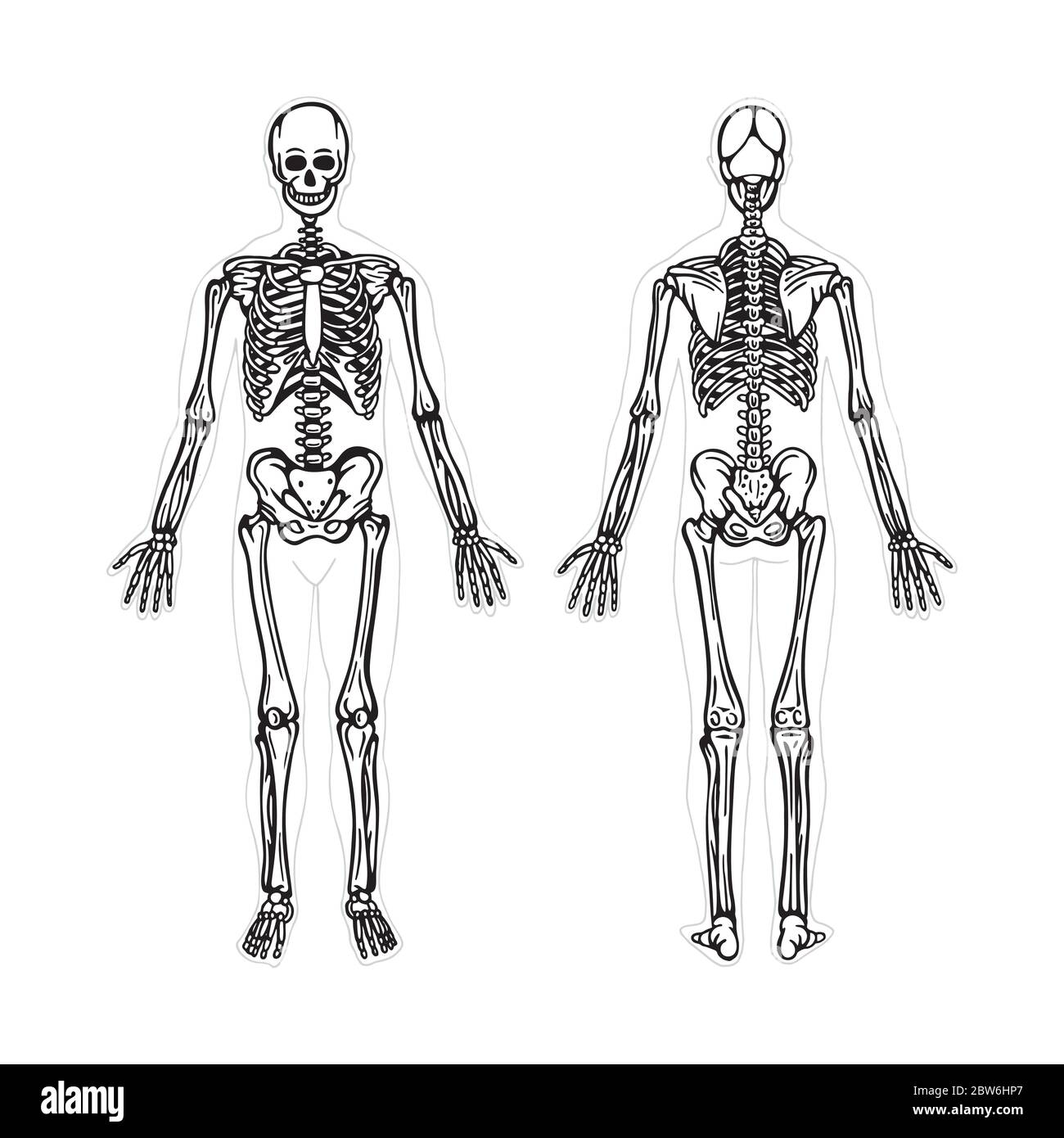 Scheletro. Illustrazione vettoriale disegnata a mano dello scheletro umano. Vista frontale e posteriore dello scheletro umano. Sistema osseo. Parte del set. Illustrazione Vettoriale