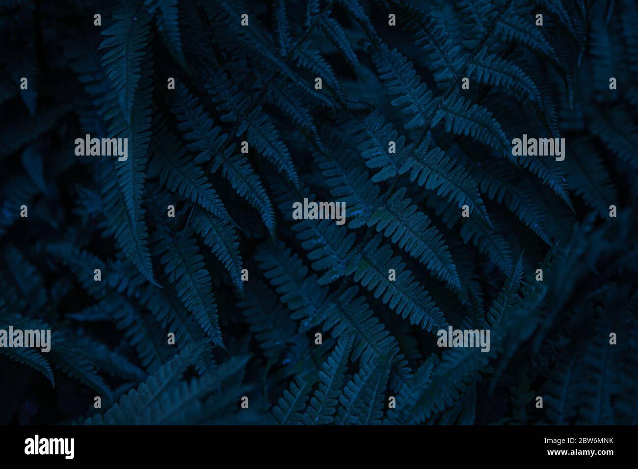Sfondo blu. Fern. Astrazione, trama e pattern. Ornamento naturale. Blu scuro profondo. Foto Stock