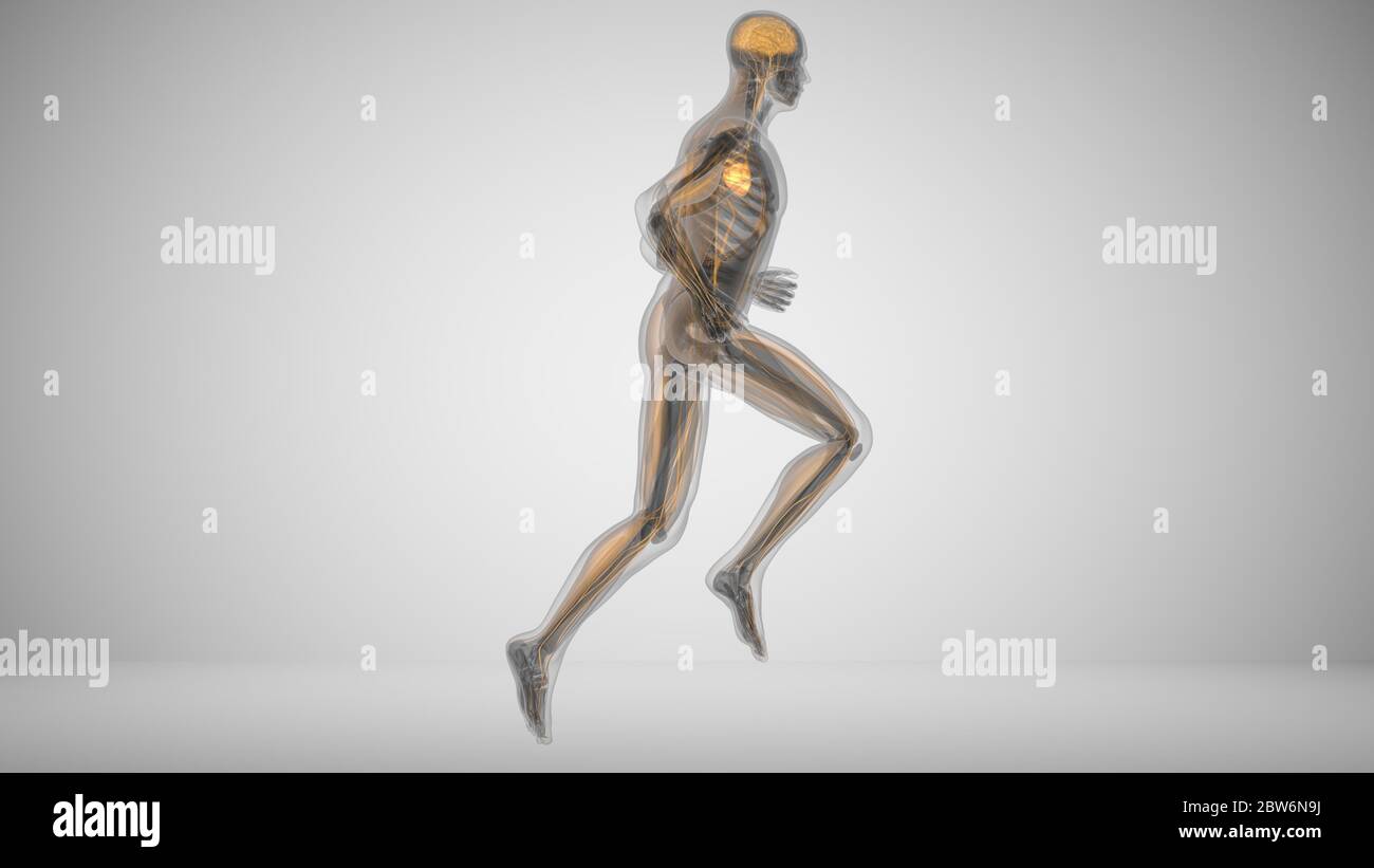 illustrazione 3d di un uomo in corsa con illuminazione muscolare Foto Stock