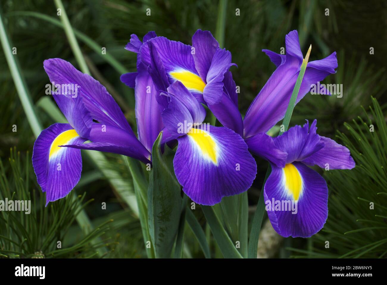 Iris olandese (Iris xiphium). Chiamato anche iris spagnolo. Foto Stock