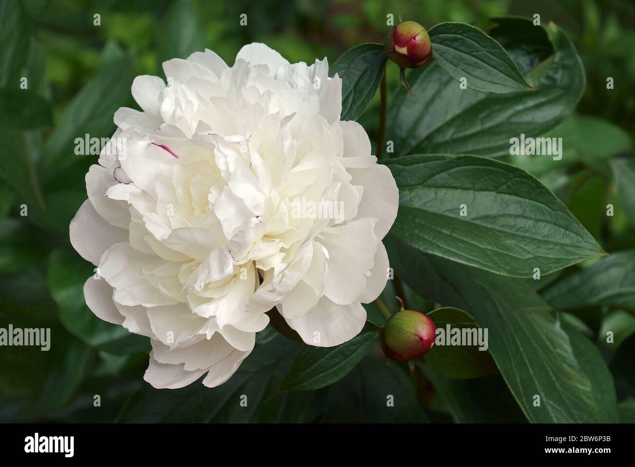 Pony cinese (Paeonia lactiflora). Chiamata Peonia bianca e Peonia comune del giardino anche Foto Stock