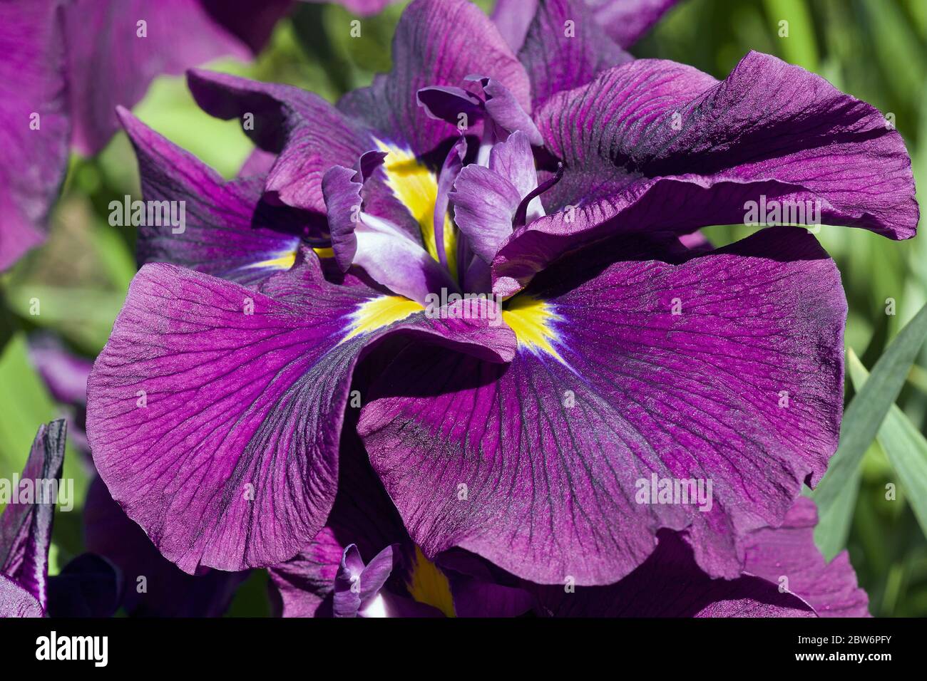 Silverband Iris (Iris ensata 'Silverband'). Conosciuto come Iris ensata 'Variegata'. Foto Stock