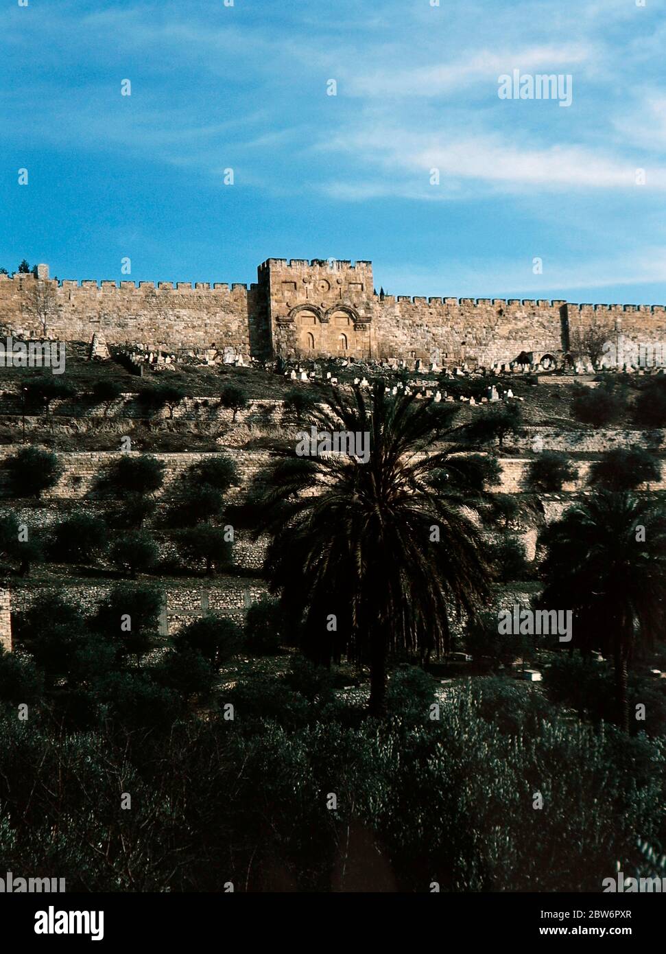 Giardino del Getsemani nella città vecchia di Gerusalemme, Israele Foto Stock
