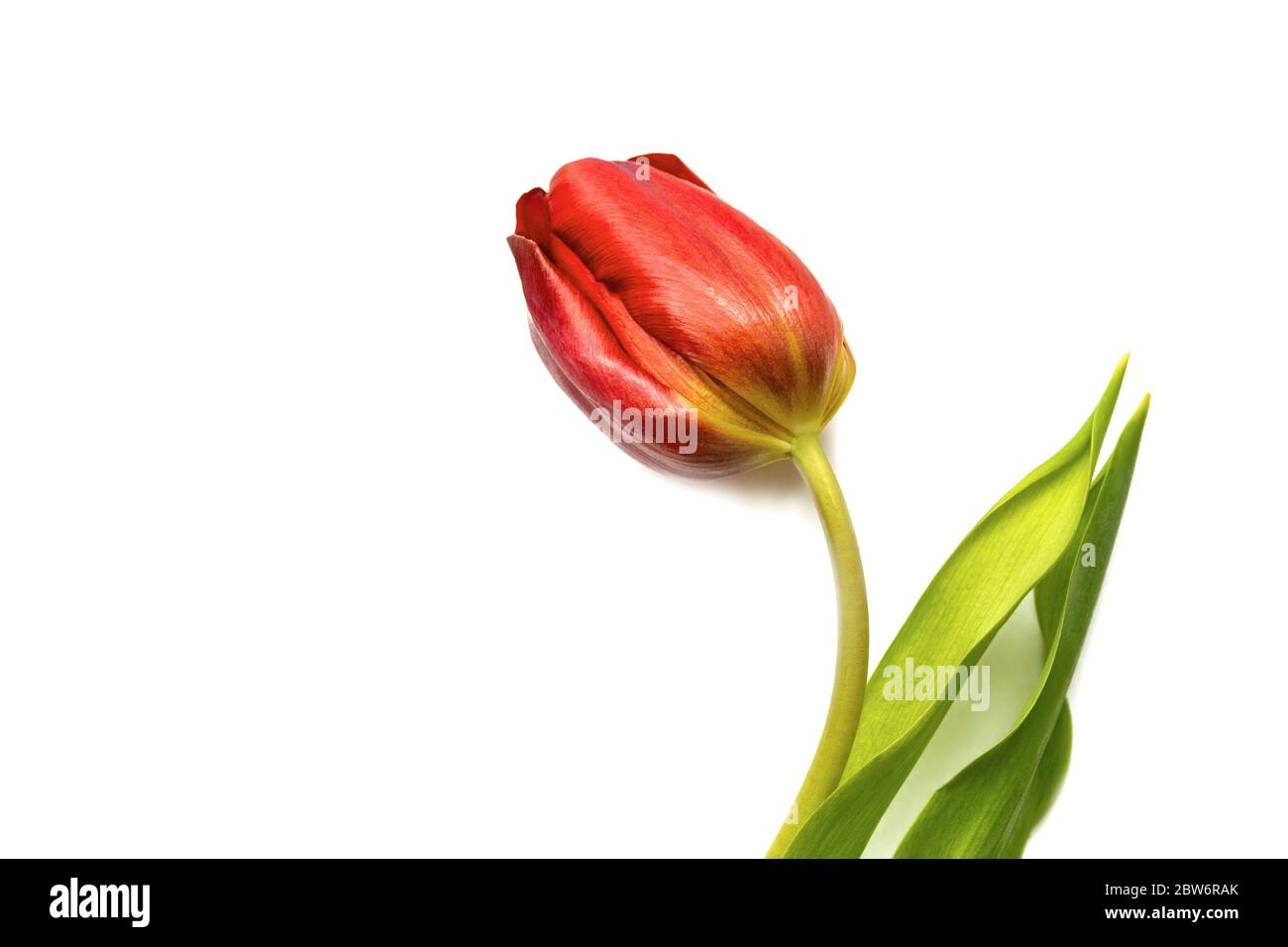Tulipano rosso isolato su sfondo bianco. Vista dall'alto, cornice, bordo, spazio di copia. Biglietto di auguri. Festa della mamma, San Valentino, 8 marzo, Festa della donna Foto Stock