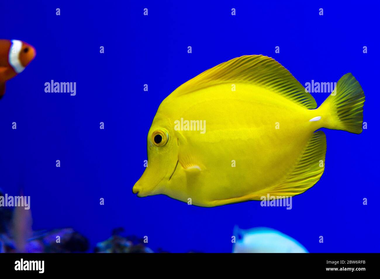 Pesci colorati nell'Acquario Kaiyukan di Osaka, Giappone Foto Stock