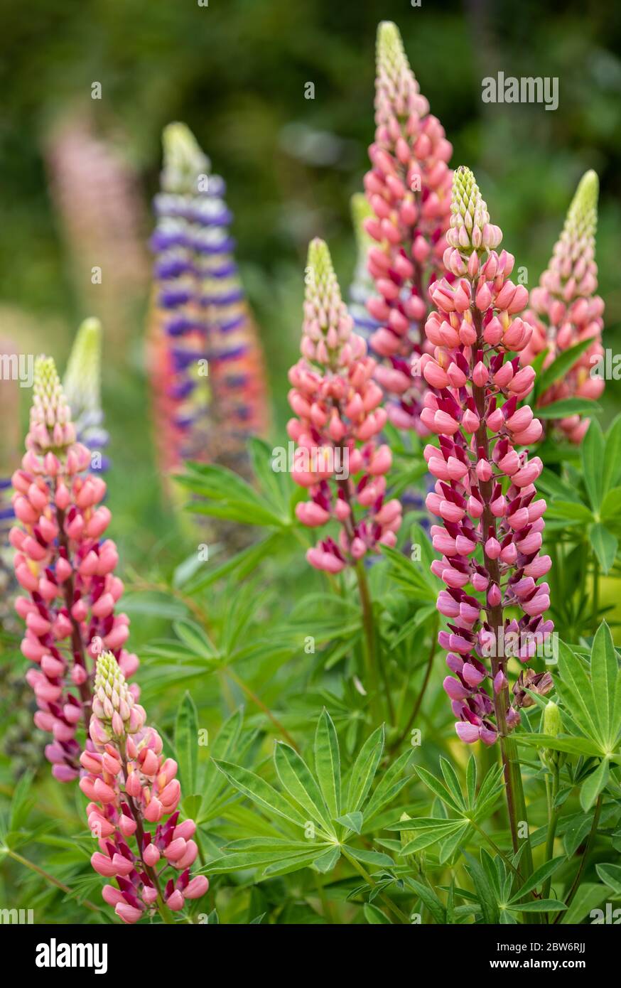 Lupini ( Gallery Pink ) / Lupinus UN confine di lupini 'Gallery Pink' a Rousham House Gardens in Oxfordshire. Foto Stock