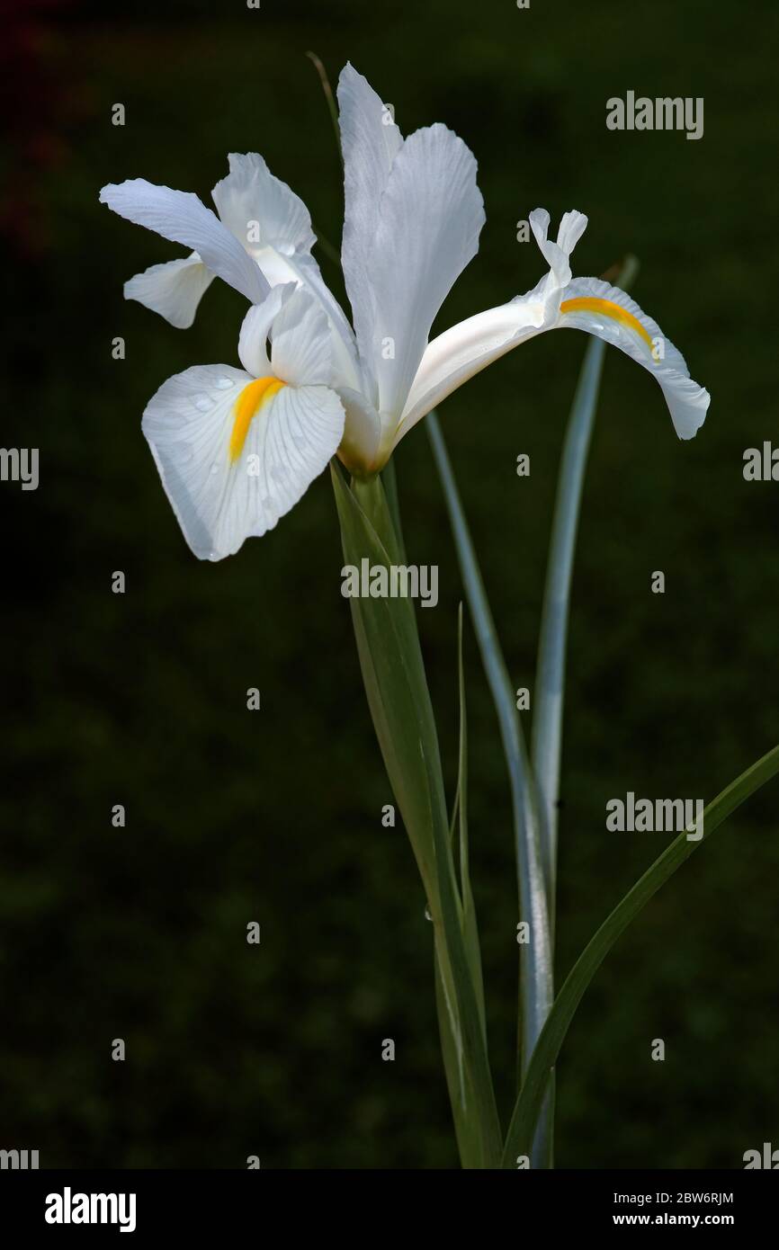 Iris olandese (Iris xiphium). Chiamato anche iris spagnolo. Foto Stock