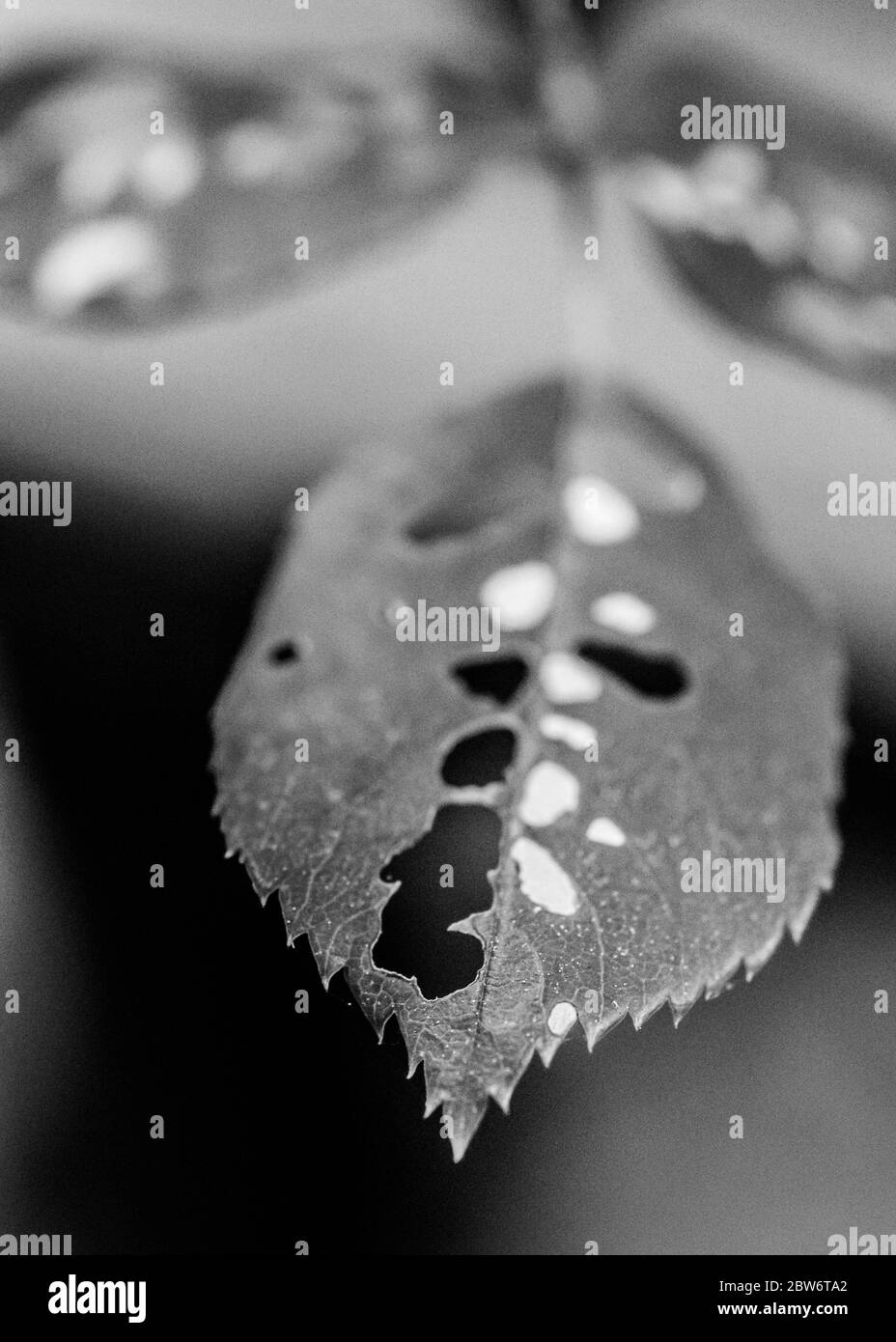 Macro in bianco e nero Chiuseup di una foglia danneggiata dall'insetti Foto Stock