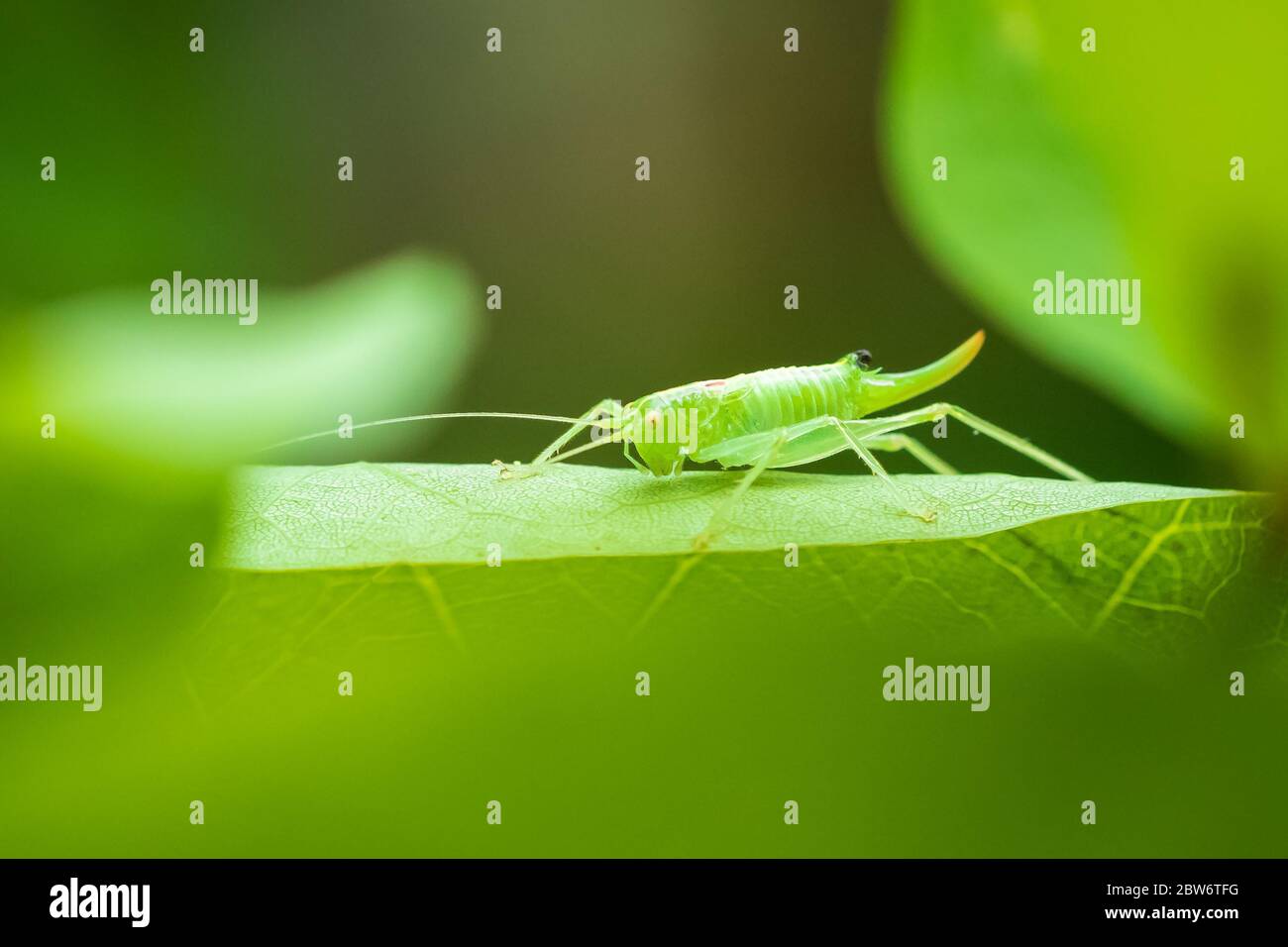 Meconema thalassinum, rovere bush-cricket o drumming katydid su una foglia in una struttura ad albero Foto Stock