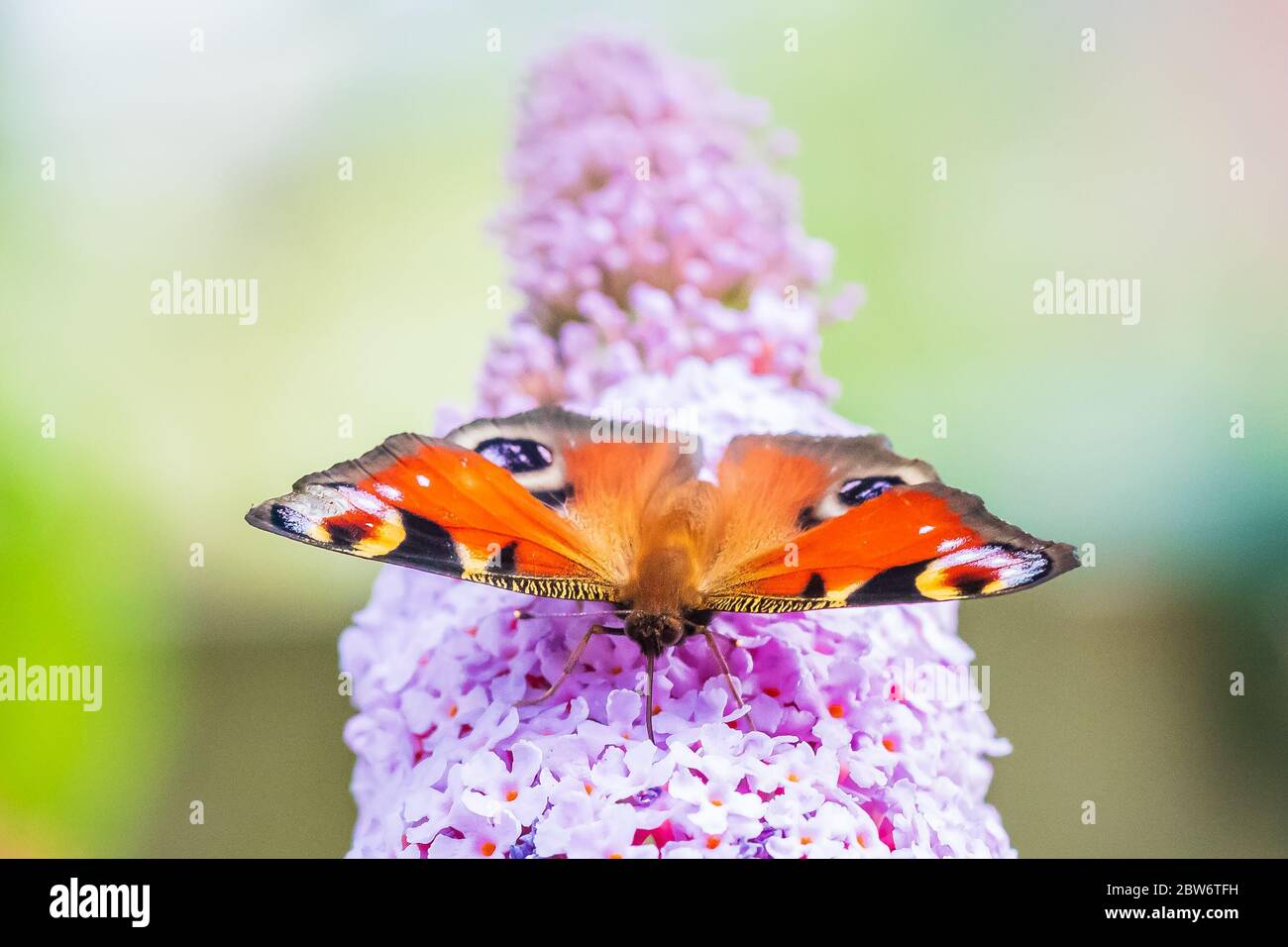 Aglais io, farfalla pavone, alimentando il nettare da un viola butterfly-bush nel giardino. La luce diretta del sole, colori vibranti. Foto Stock