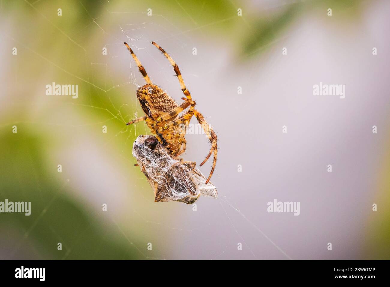 Primo piano di una croce spider, araneus diadematus, mangiare una preda catturati in un sito web Foto Stock