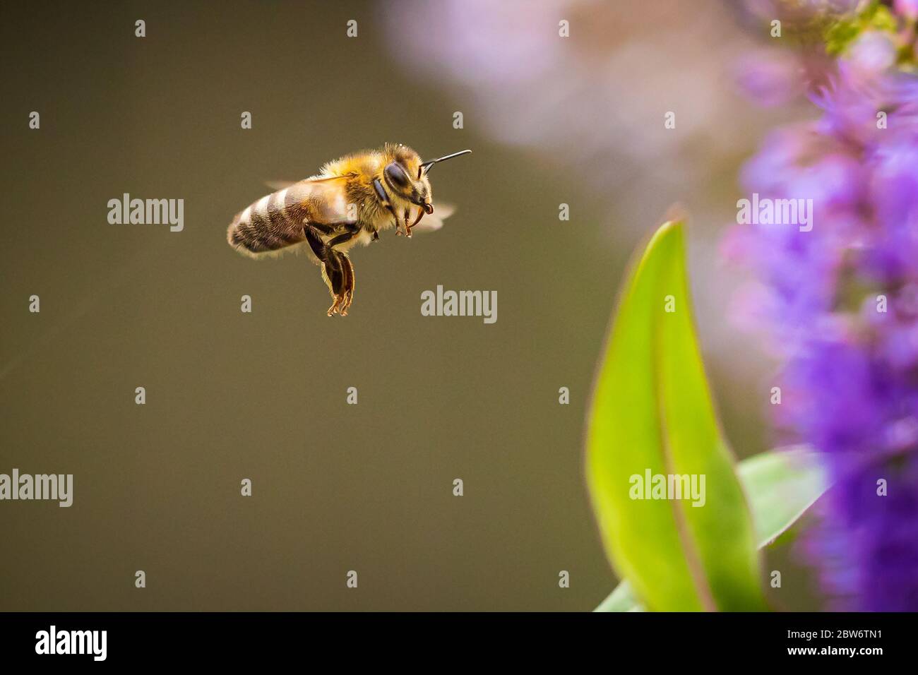 Closeup di un'ape occidentale del miele o Dell'ape europea del miele Apis mellifera che alimenta il nettare dei fiori viola del buddleja Foto Stock