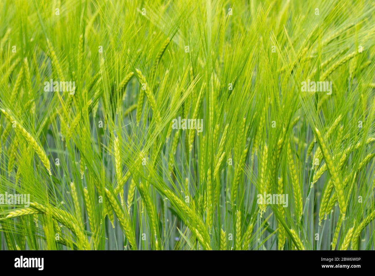 Campo di Barley verde per sfondo naturale, Hordeum vulgare o Gerste Foto Stock