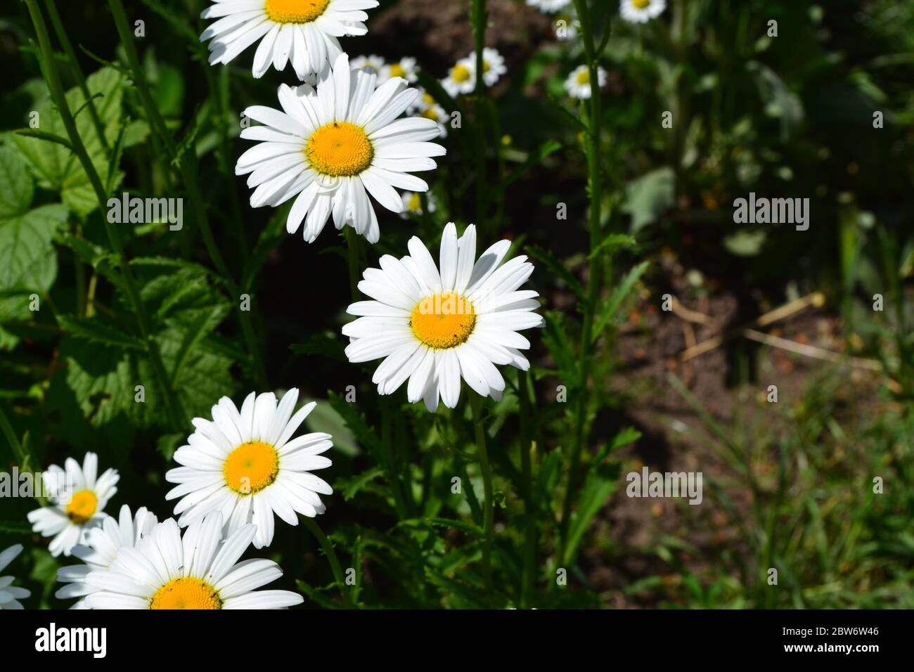 Fiori bianchi. Foglie verdi, cespugli. Giardino domestico. Daisy, camomilla. Matricaria Perenne Foto Stock