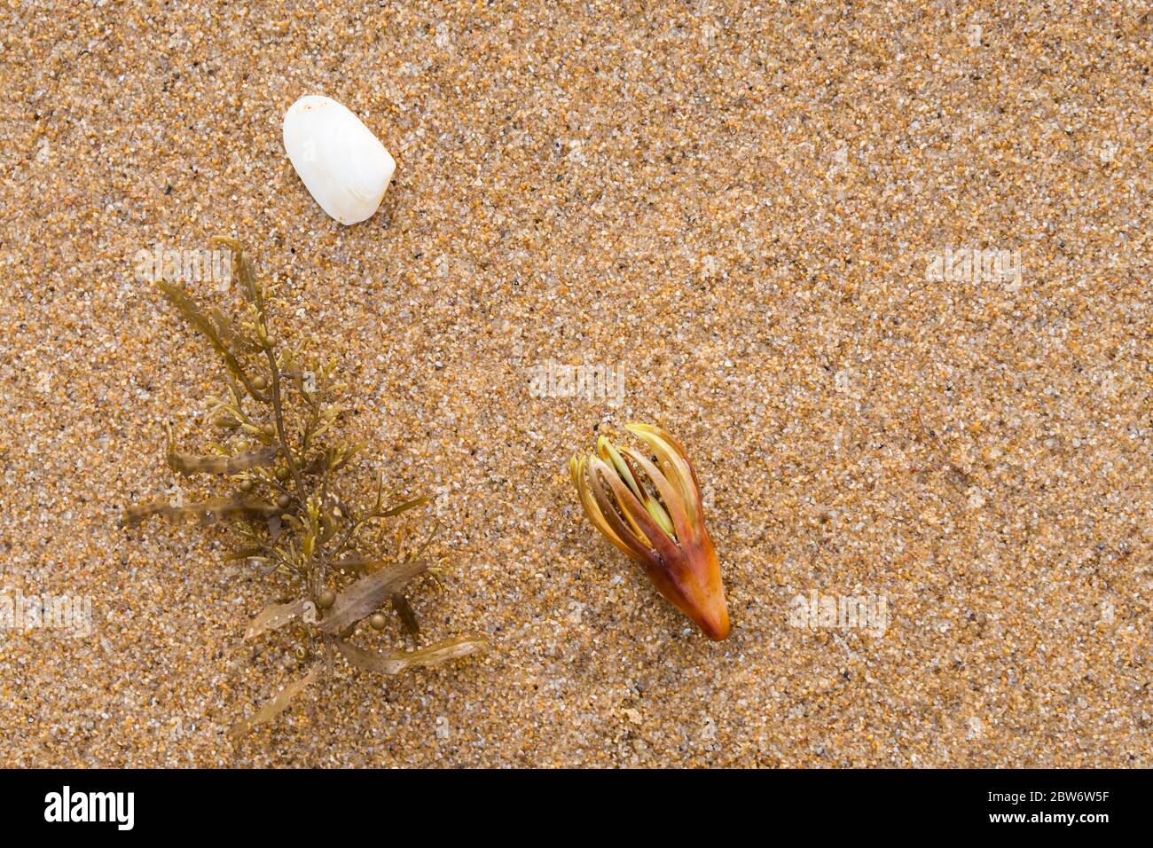 Arte, forma e consistenza della natura, interpretazione della flora e fauna autoctone galleggianti a Mission Beach nel Queensland del Nord lontano in Australia. Foto Stock