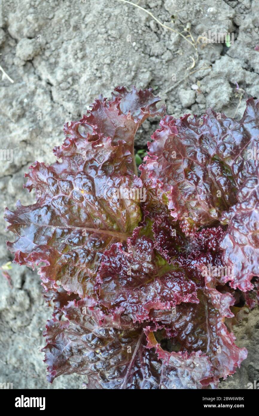 Giardinaggio. Giardino, letto fiorito. Insalata di lattuga. Lattuca sativa. Pianta erbacea annuale. Coltura vegetale. Vitaminici verdi. Gustoso e sano. Youn Foto Stock