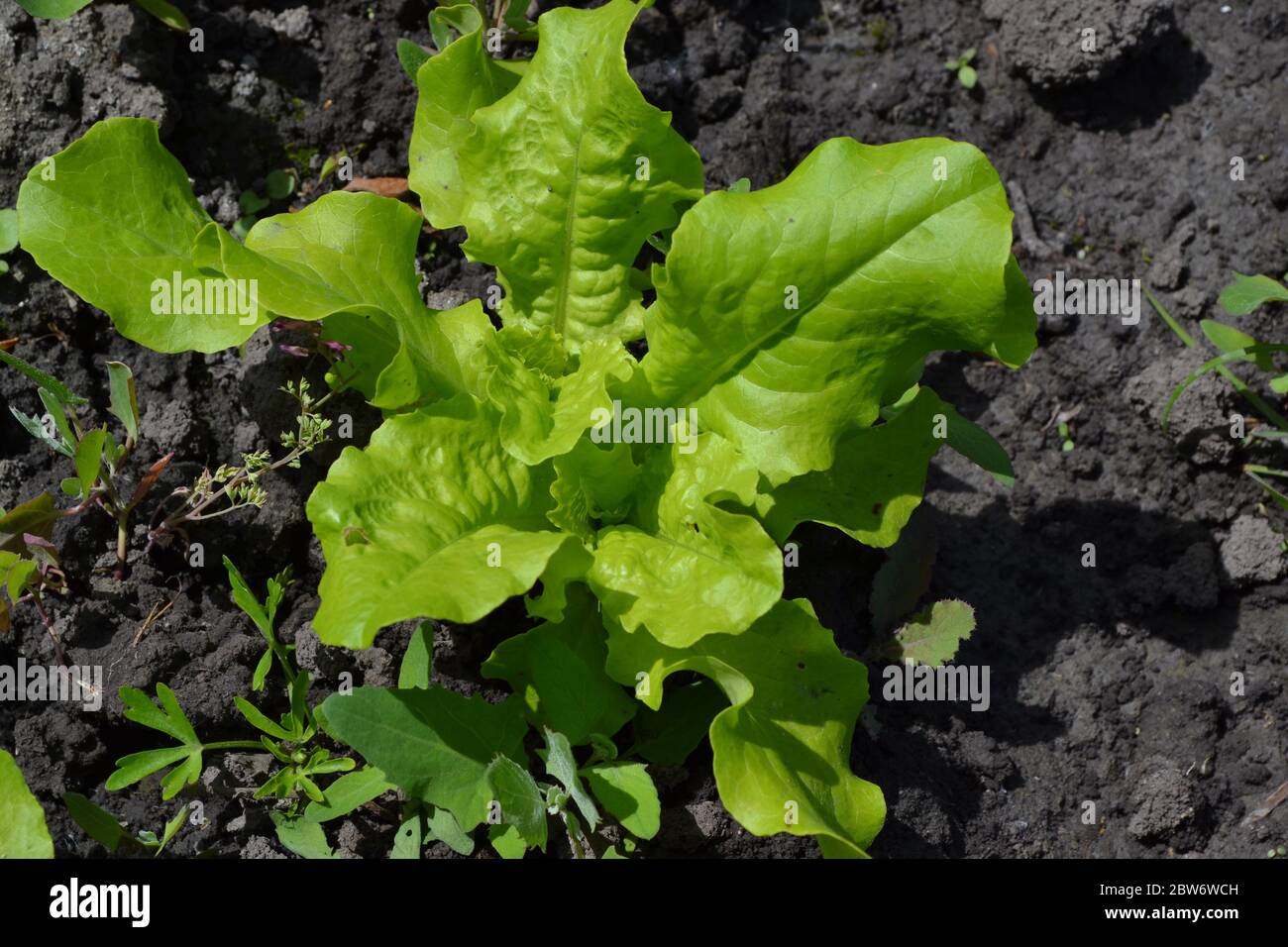Giardino, letto fiorito. Insalata di lattuga. Lattuca sativa. Annuale erbaceo plant. Tasty, sano. Tiri giovani Foto Stock
