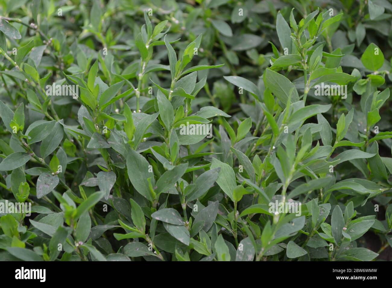 Pianta annuale. Verde. Uccello di nodweed, Polygonum aviculare Foto Stock