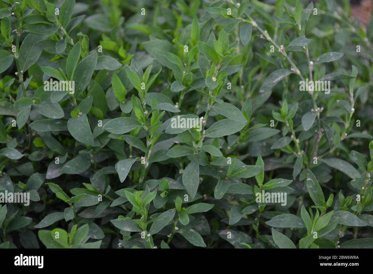 Uccello di nodweed, Polygonum aviculare. Giardinaggio. Pianta annuale Foto Stock
