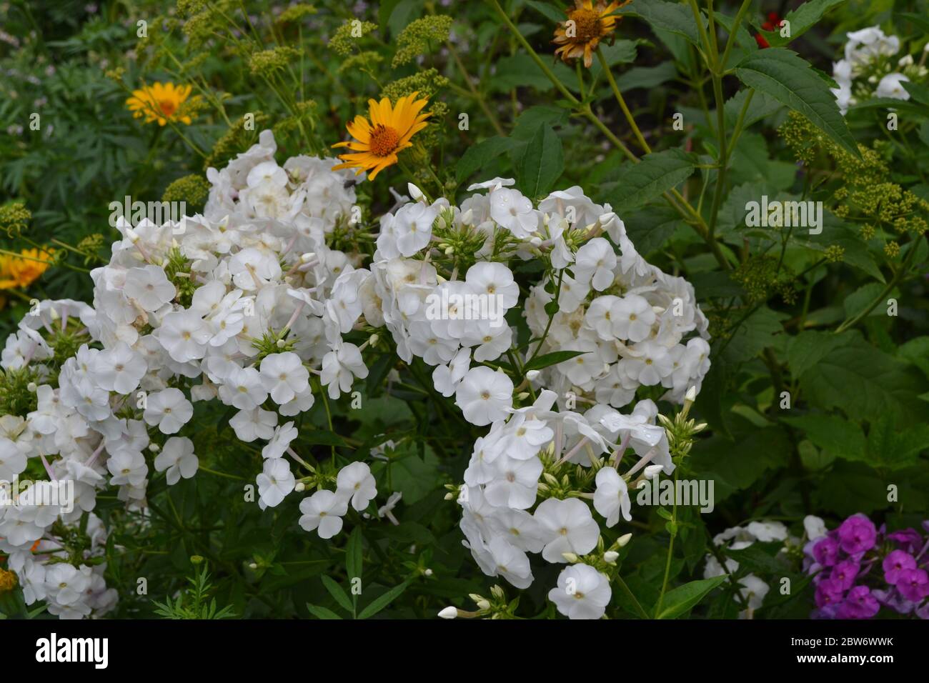Belle infiorescenze. Flox. Pianta perenne. Rami alti. Fiori bianchi Foto Stock
