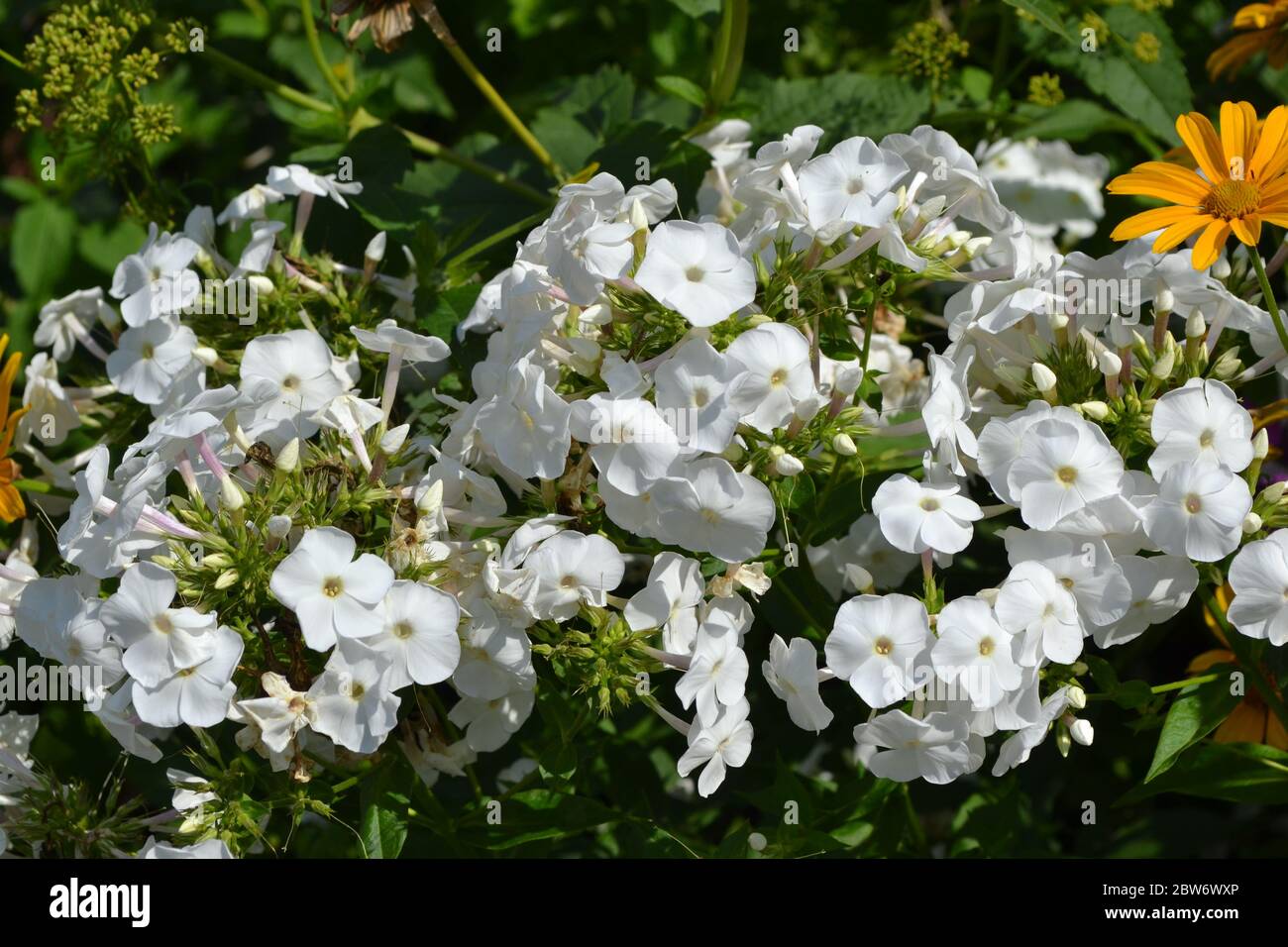 Giardinaggio. Giardino domestico. Belle infiorescenze. Fiore di flox. Pianta erbacea perenne. Rami alti. Fiori bianchi Foto Stock