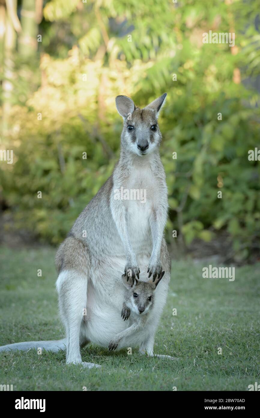 Wallaby Doe con joey in custodia in piedi allerta e diffidare sulla erba patch a Carlyle Gardens a Townsville North Queensland, Australia. Foto Stock