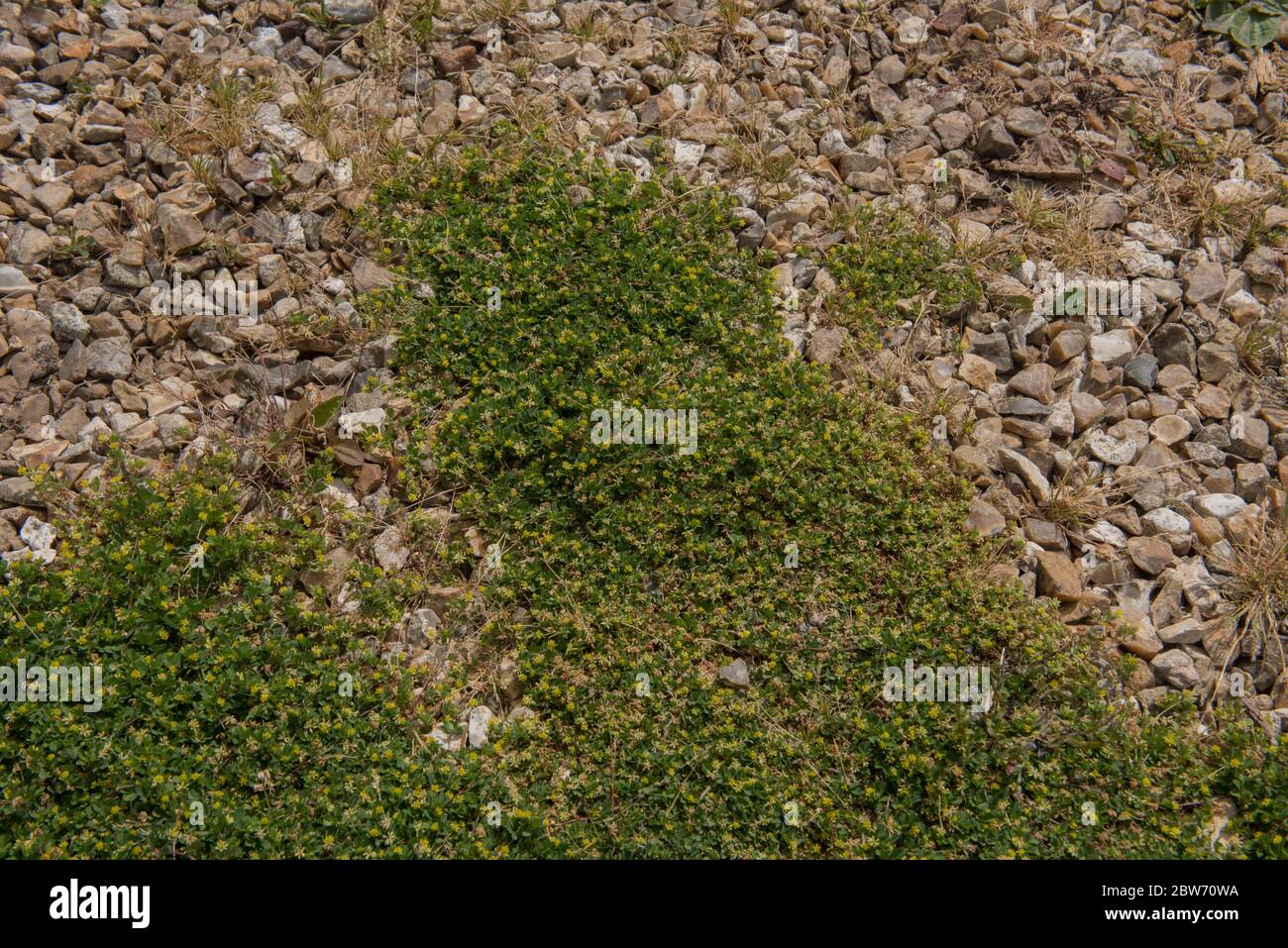 Fioritura di primavera Invasive Lesser Yellow Trefoil Weed (Trifolium dubium) che cresce su un percorso di ghiaia in un giardino rurale nel Devon Rurale, Inghilterra, Foto Stock
