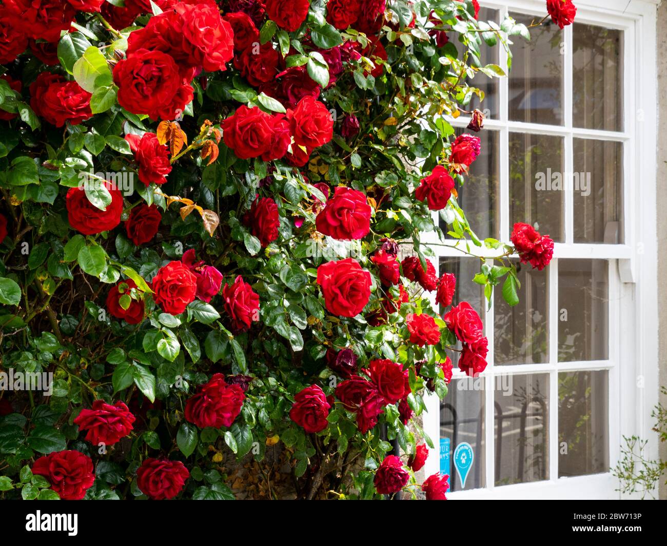 Rose rosse che crescono fino al muro di una casa accanto a una finestra, Padstow, Cornovaglia, Regno Unito Foto Stock